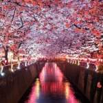 Kirschblüte in Japan